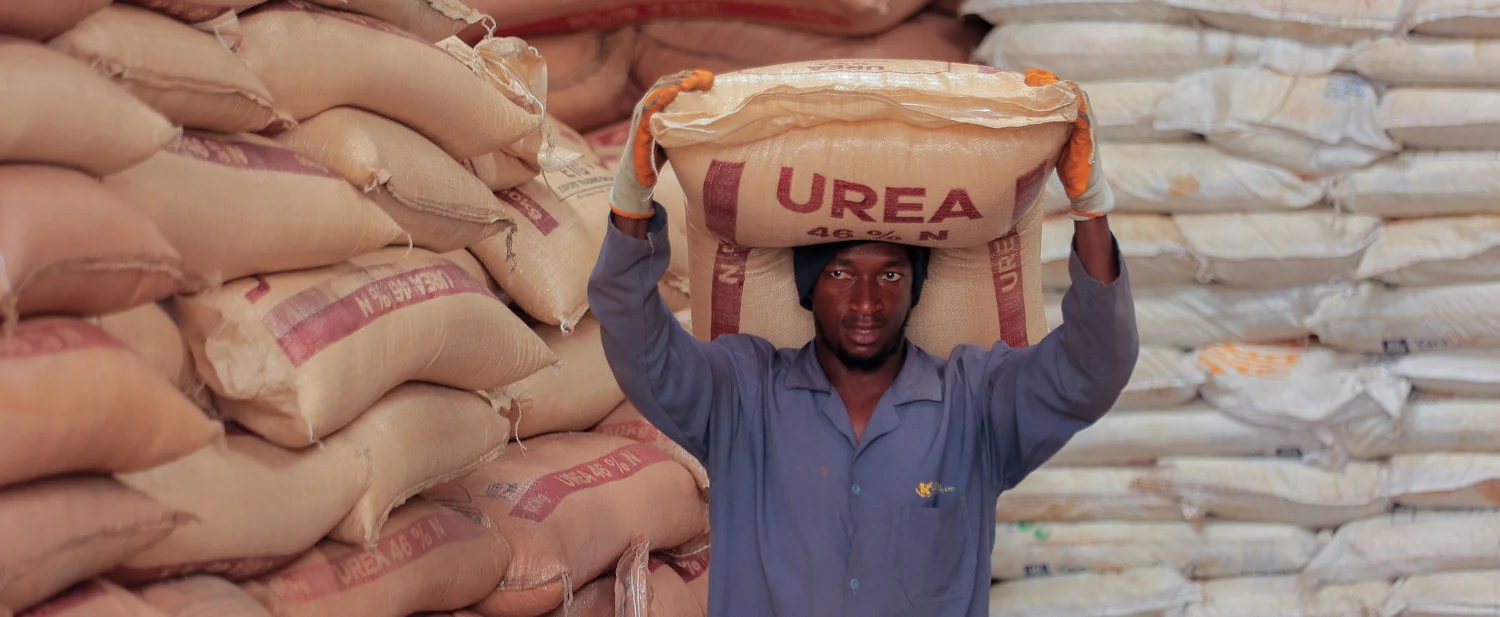 African governments need to take urgent action on fertiliser shortages African governments need to take urgent action on fertiliser shortages