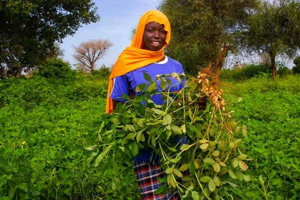 AfDB-backed mobile savings model transforms women farmers’ livelihoods in West Africa AfDB-backed mobile savings model transforms women farmers’ livelihoods in West Africa